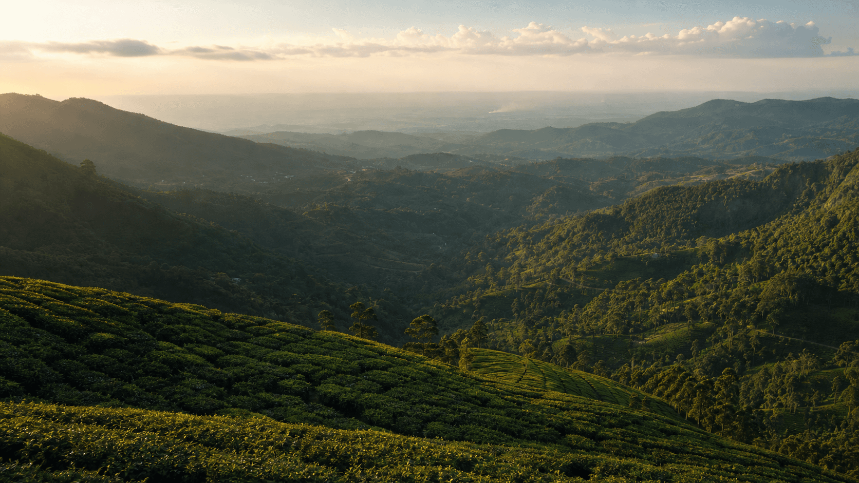 Tea terraces in the hill country falling away toward the lowlands in late afternoon light