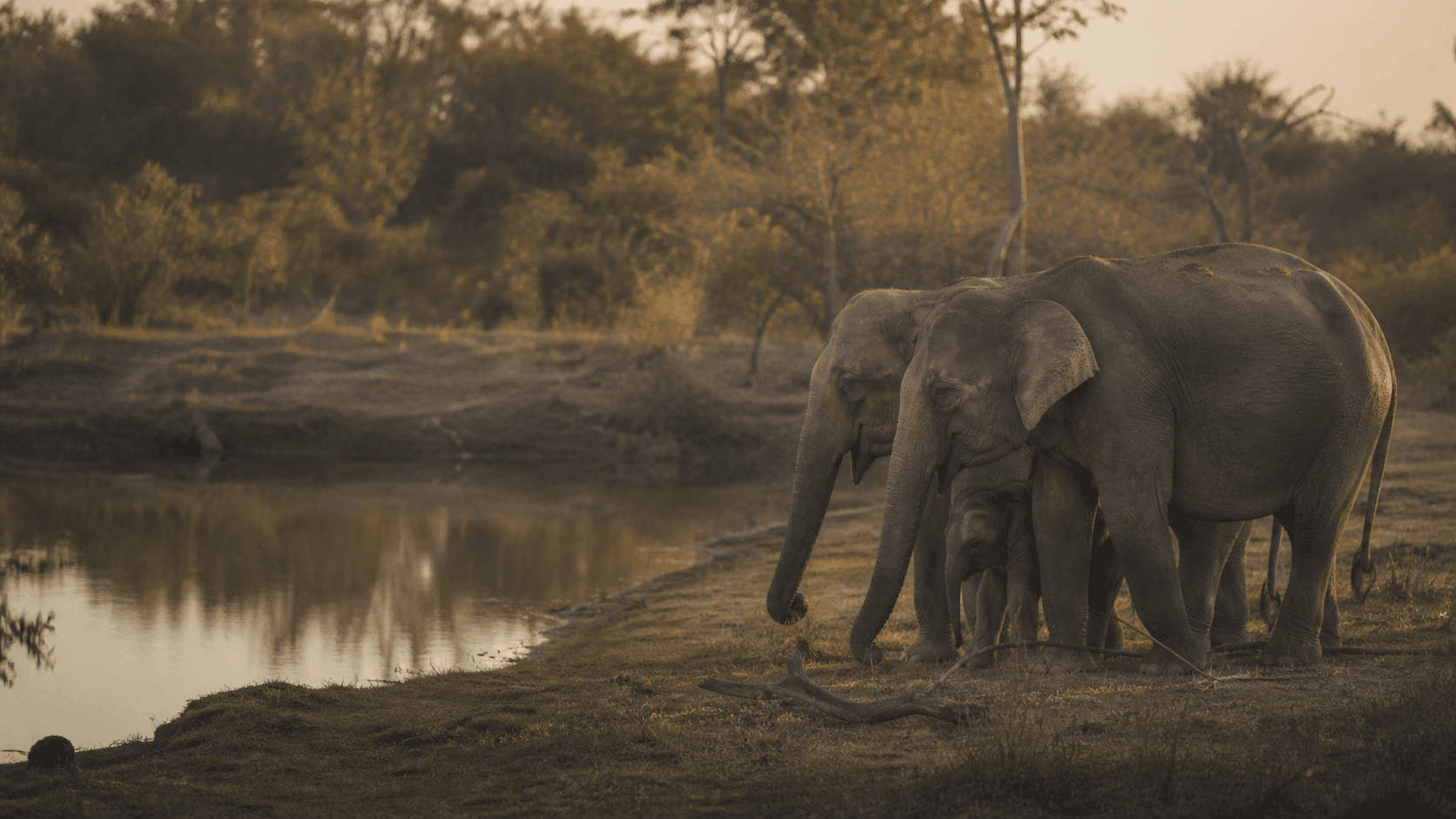 An elephant standing at a waterhole in Udawalawe National Park in low dusty light