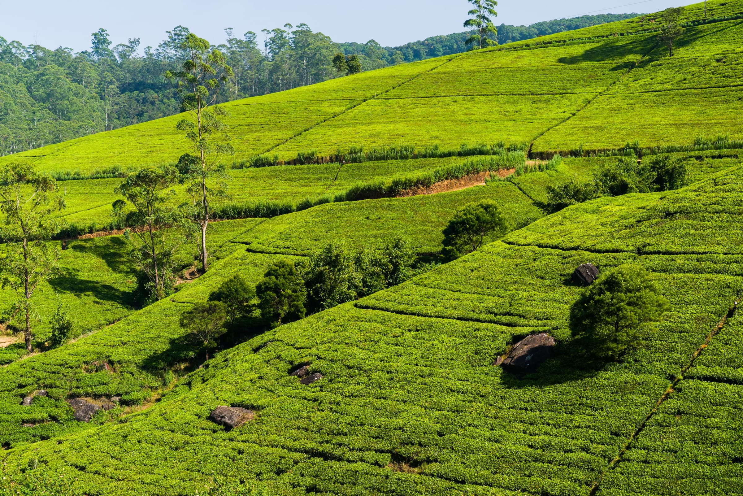 Green tea terraces on the hills of Sri Lanka