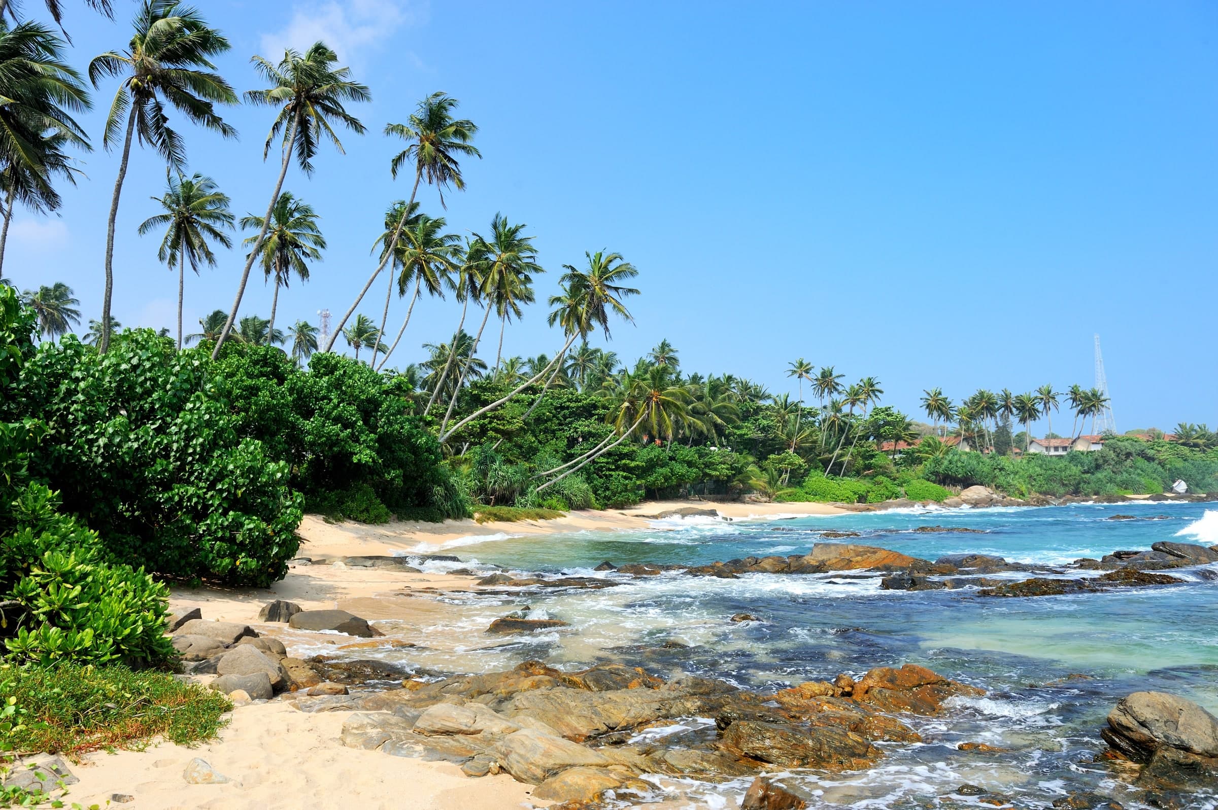 Palm trees along a rocky Sri Lankan beach