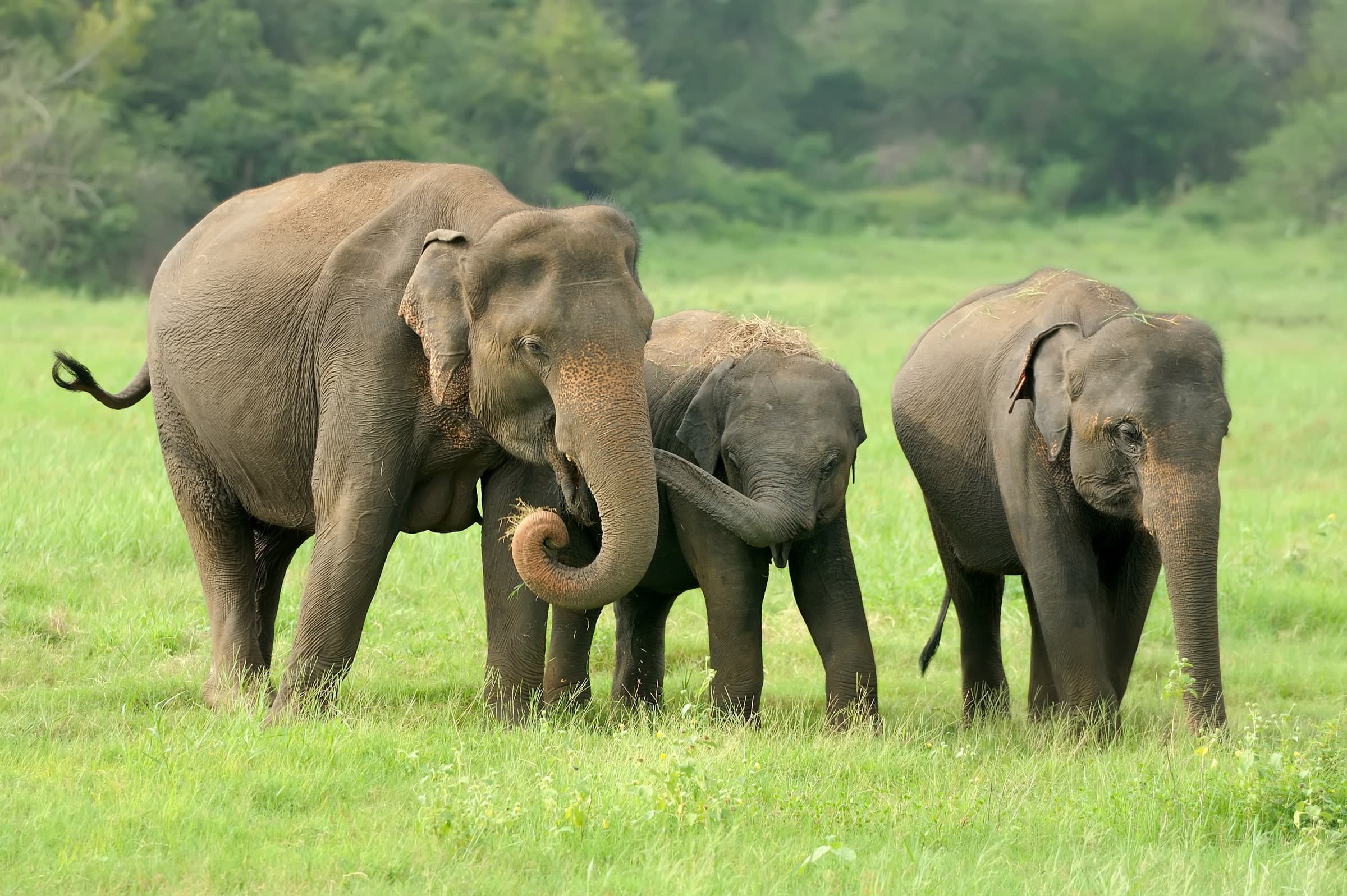 An elephant family with a calf standing in green parkland in Sri Lanka