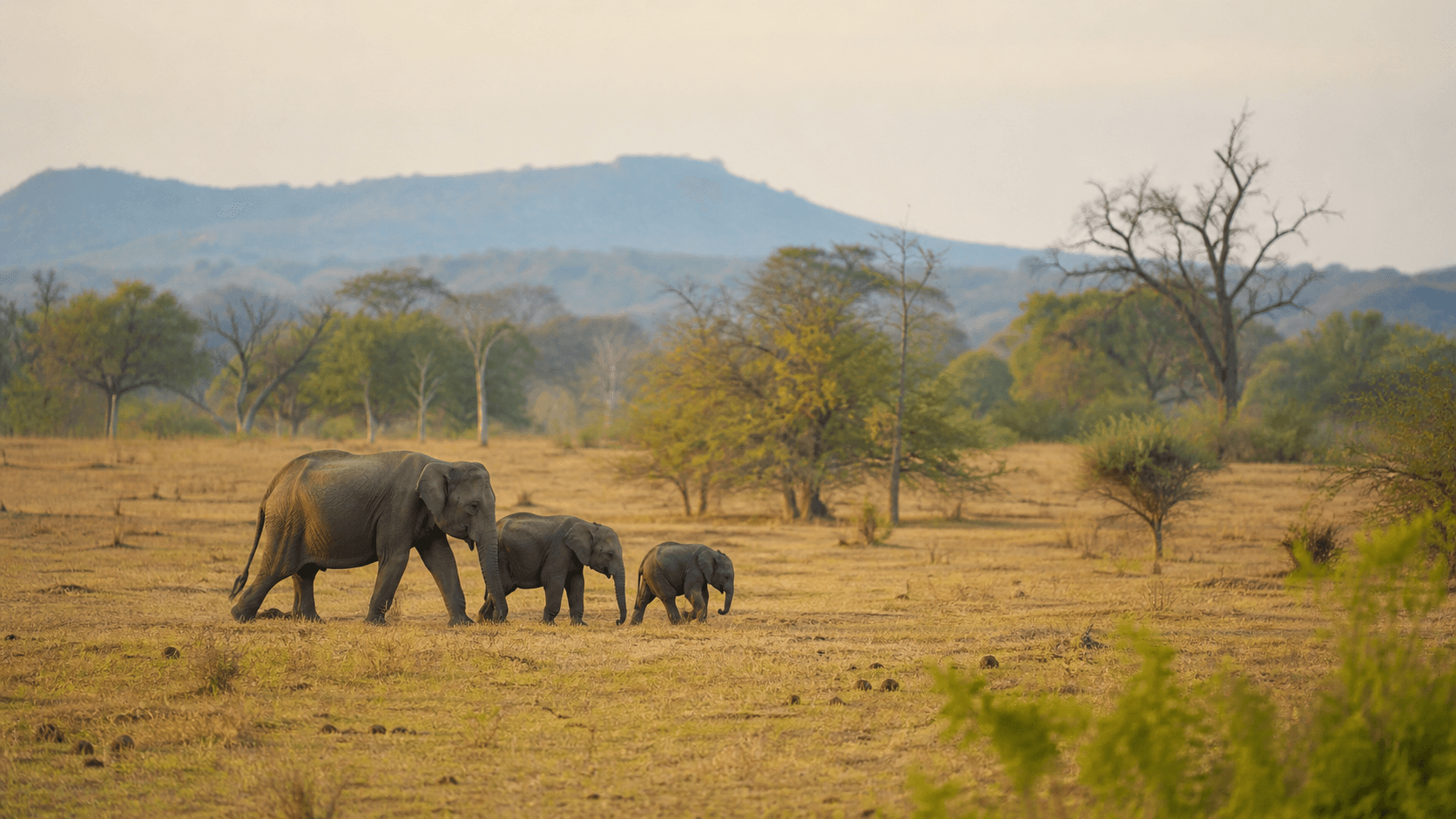 Wild elephants crossing open grassland at Udawalawe in morning light