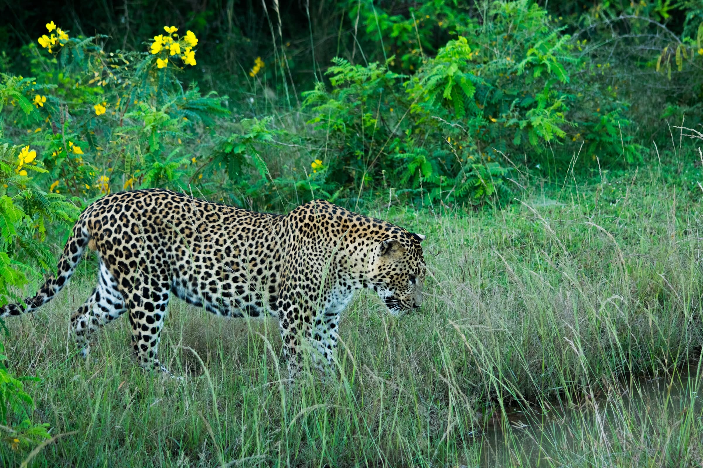 Sri Lankan leopard walking through green vegetation