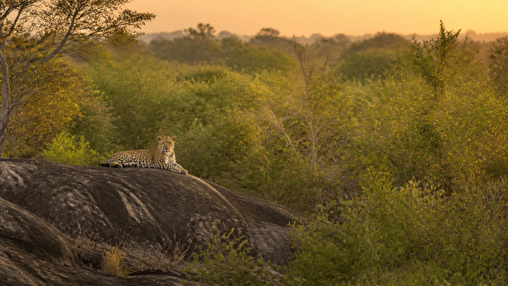 A leopard resting on a rock outcrop in Yala National Park at first light