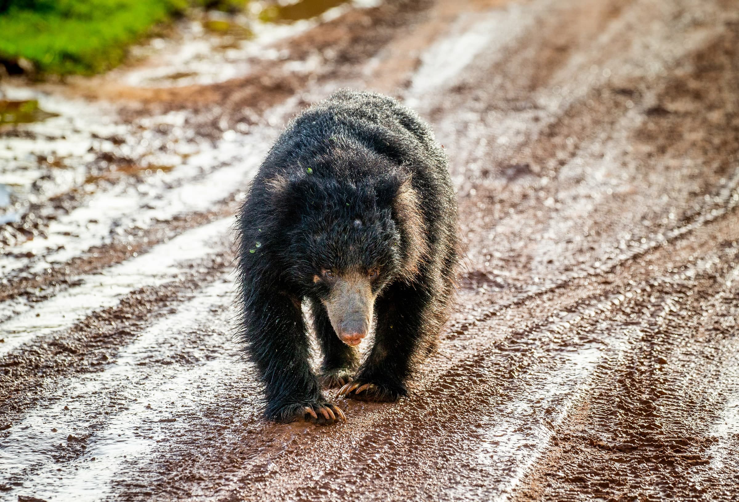 Sri Lankan sloth bear walking in Yala National Park